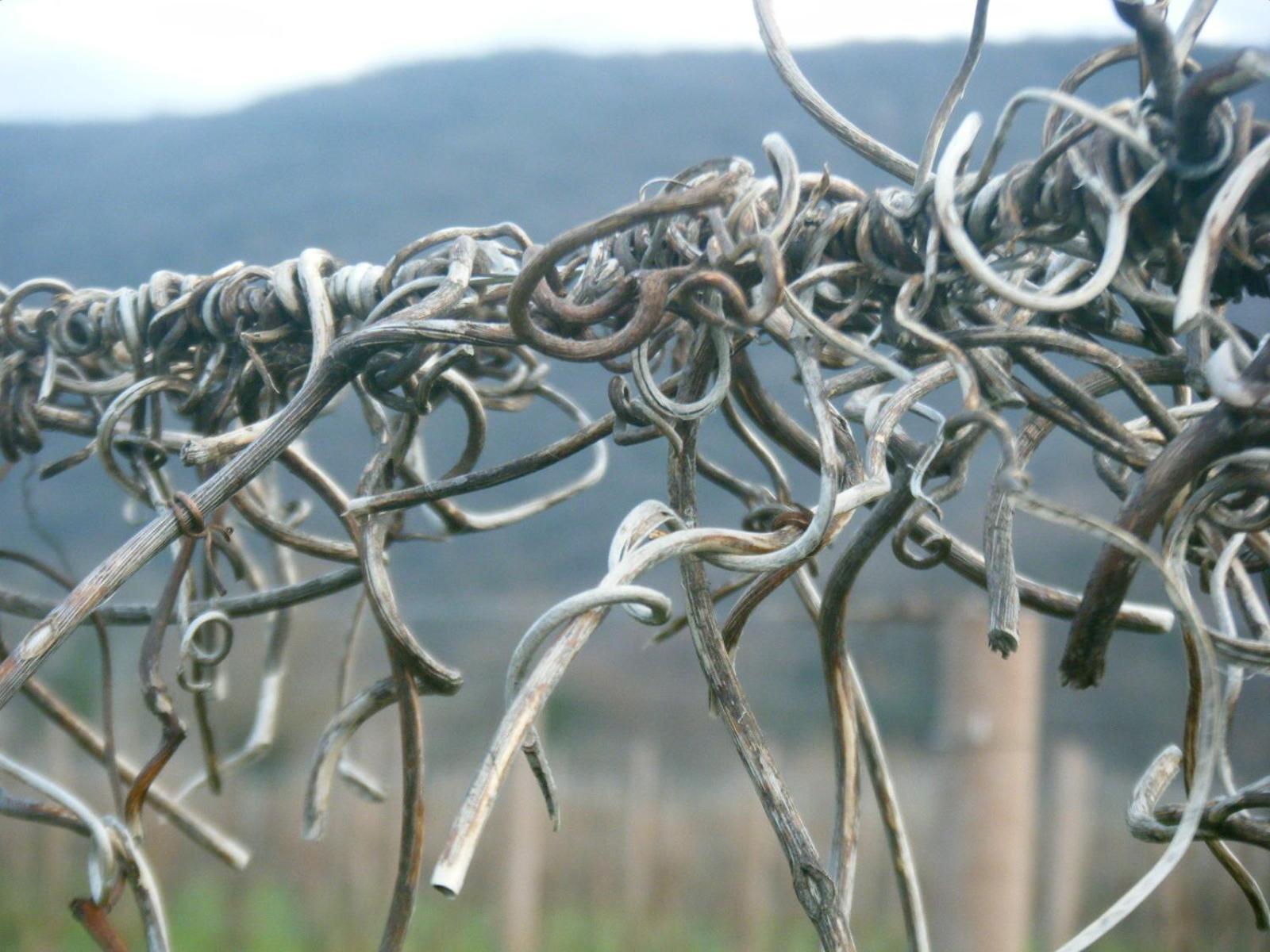 Agriturismo Grillo Iole Winery Prepotto  외부 사진